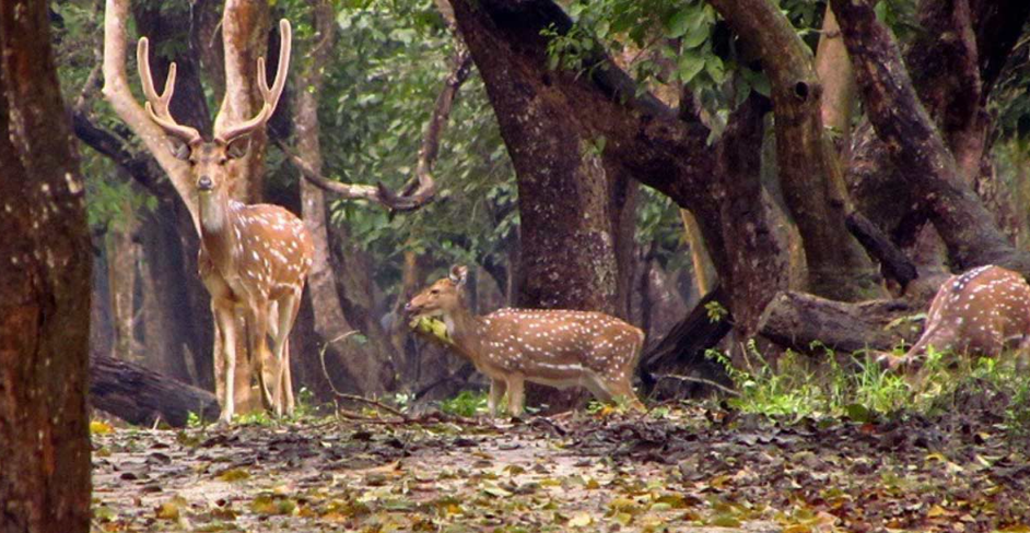 Nisargadhama deer park, Kodagu, Karnataka - Vushii.com Nisargadhama deer park, Kodagu, Karnataka - Vushii.com